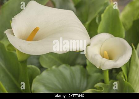 Arum blanc en fleur dans le jardin Banque D'Images