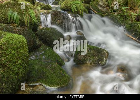 Torrent de montagne dans les Vosges. Cascade de Charlemagne sur la Vologne Banque D'Images