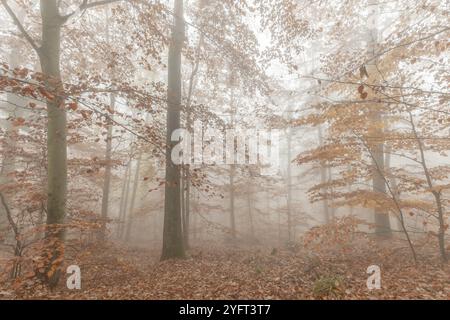 Brume matinale d'automne dans une forêt de montagne. Alsace, Vosges, France, Europe Banque D'Images