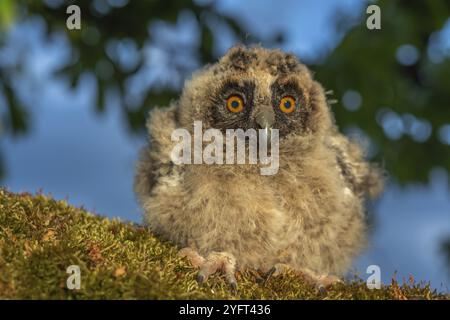 Hibou à longues oreilles poussins perchés sur une branche dans un verger Banque D'Images