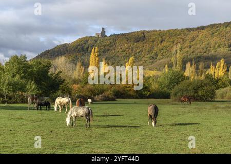 Les chevaux paissent près de la montagne dans le pâturage à l'automne dans la plaine d'Alsace en France Banque D'Images
