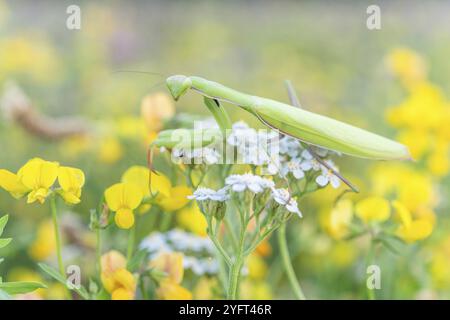 La Mantis religiosa en prière à l'affût d'une fleur blanche. Alsace, France, Europe Banque D'Images