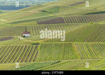 Eichert Kapelle dans le vignoble au printemps. Sasbach am Kaiserstuhl, Emmendingen Bade-Wurtemberg, Allemagne Banque D'Images