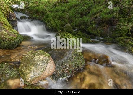 Torrent de montagne dans les Vosges. Cascade de Charlemagne sur la Vologne Banque D'Images