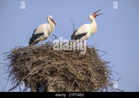 Cigogne blanche en période de cour au début du printemps, France, Alsace, Europe Banque D'Images