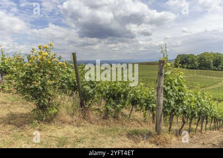 Vignobles à Kaiserstuhl au printemps. Sasbach am Kaiserstuhl, Bade-Wurtemberg, Emmendingen, Fribourg-en-Brisgau, Allemagne, Europe Banque D'Images