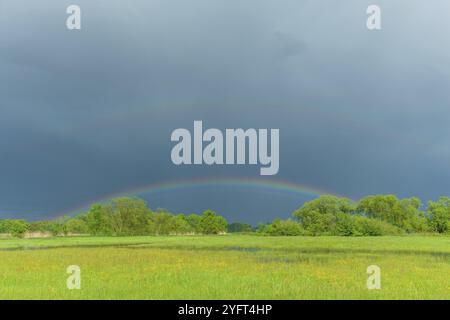 Arc-en-ciel sur une prairie inondée par temps pluvieux au printemps. France, Alsace Banque D'Images