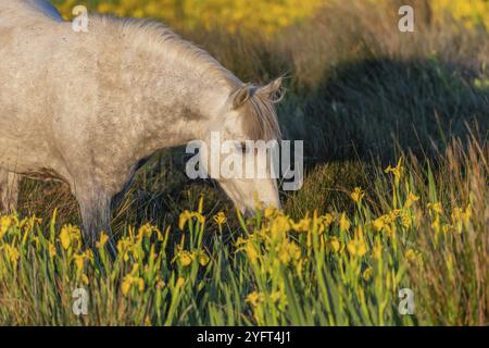 Cheval de Camargue se nourrissant dans un marais plein d'iris jaunes. Saintes Maries de la mer, Parc naturel régional de Camargue, Arles, Bouches du Rhône, Provenc Banque D'Images