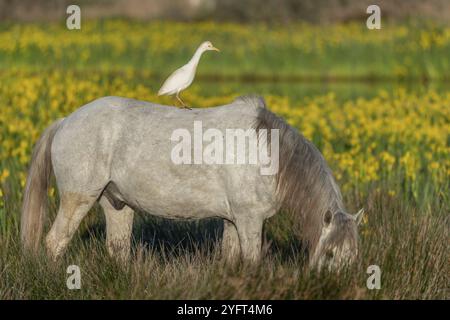 Egret de cheval et de bétail de Camargue (Bubulcus ibis) en symbiose dans un marais aux iris jaunes. Saintes Maries de la Mer, Parc naturel régional d Banque D'Images