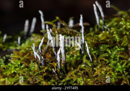 Champignon Candelsnuff, Arnside, Milnthorpe, Cumbria, Royaume-Uni Banque D'Images