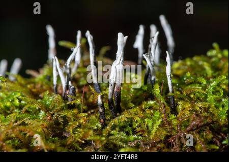 Champignon Candelsnuff, Arnside, Milnthorpe, Cumbria, Royaume-Uni Banque D'Images