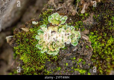 Cladonia digitata, Arnside, Milnthorpe, Cumbria, Royaume-Uni Banque D'Images