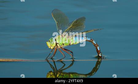 Emperor Dragonfly dans Natural Habitat Banque D'Images