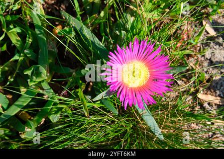 La fleur rose de Carpobrotus rossii, communément connue sous le nom de Karkalla, Pig face, Sea Fig et Beach Bananas, Sandringham Beach, Melbourne, Australie. Banque D'Images