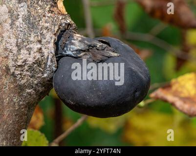 Black Ball Fungus, Arnside, Milnthorpe, Cumbria, Royaume-Uni Banque D'Images