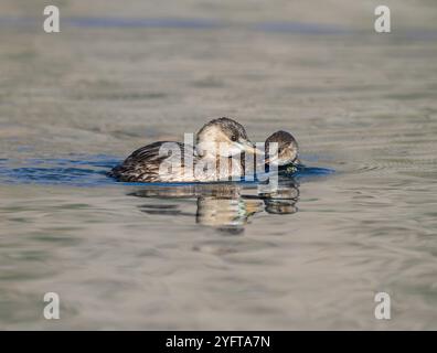 Deux petits oiseaux grebe, Tachybaptus ruficollis, plumage de base, un oiseau parent nageant avec son juvénile sur un lac, Crète, Grèce Banque D'Images