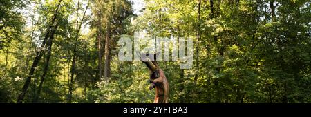 Un berger malinois belge saute haut dans une forêt, atteignant un jouet dans les airs. Entouré d'arbres denses et de verdure, l'athlétisme du chien et e Banque D'Images