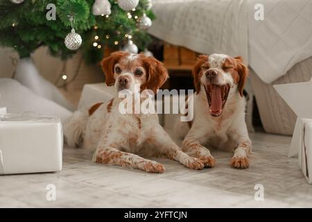 Deux spaniels couchés sur le sol sous l'arbre de Noël avec des boules d'argent et des cadeaux blancs, l'un bâillant largement. Banque D'Images
