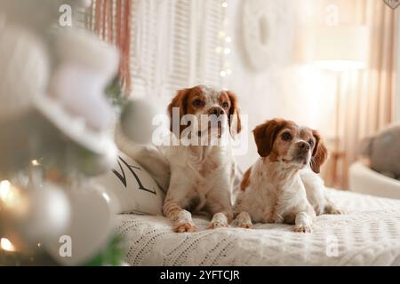Deux épagneuses reposant sur une couverture tricotée près du sapin de Noël avec une lumière douce et un décor hivernal confortable. Banque D'Images