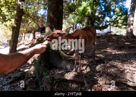 Cerfs dans le parc de Nara, Japon © Giorgia de Dato Banque D'Images