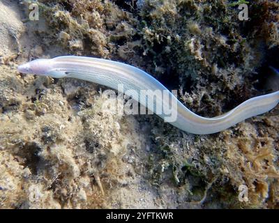 Geometric Moray anguille - Gymnothorax griseus Banque D'Images