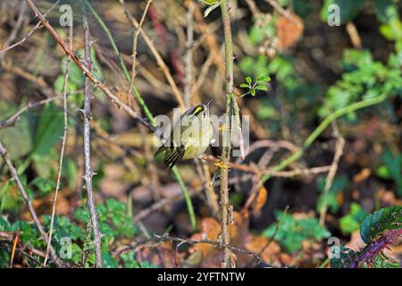 Regulus regulus Goldcrest parmi les ronces près de Burley Parc national New Forest Hampshire Angleterre Banque D'Images