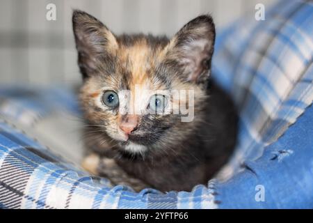 Un charmant petit chaton calico avec des yeux bleus frappants est confortablement allongé sur une couverture à carreaux confortable, profitant de son environnement Banque D'Images