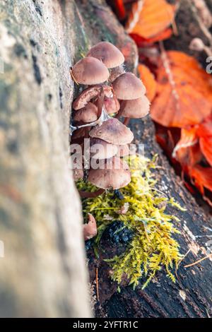 Champignons bruns poussant sur une bûche dans la forêt Banque D'Images