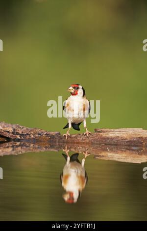 Chardonneret élégant Carduelis carduelis au bord de la piscine près de Tiszaalpar potable Hongrie Banque D'Images