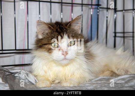 Un chat domestique brun et blanc aux yeux verts frappants est confortablement allongé dans une cage, profitant de son temps et se reposant paisiblement Banque D'Images