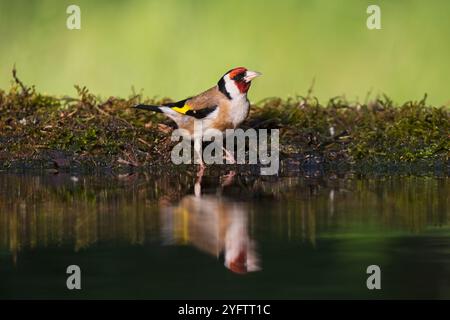 Chardonneret élégant Carduelis carduelis dans une piscine à débordement près de Tiszaalpar Kiskunsagt Parc National de Hongrie Mai 2017 Banque D'Images