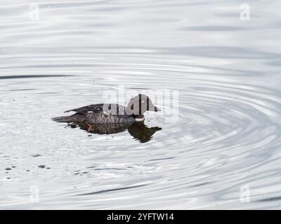 Grand regard Bucephala claangula canetling, sur une petite piscine dans la vallée de Lamar, parc national de Yellowstone, Wyoming, États-Unis, juin 2019 Banque D'Images