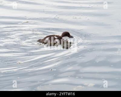 Grand regard Bucephala claangula canetling, sur une petite piscine dans la vallée de Lamar, parc national de Yellowstone, Wyoming, États-Unis, juin 2019 Banque D'Images