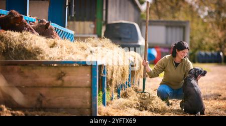 Travailleuse agricole avec chien utilisant Pitchfork pour nourrir le bétail avec du foin dans la grange Banque D'Images