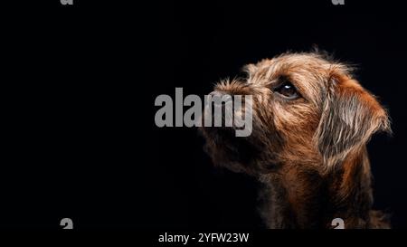 Gros plan Studio Portrait de Border Terrier Puppy sur fond noir Banque D'Images