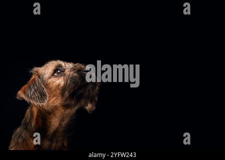 Gros plan Studio Portrait de Border Terrier Puppy sur fond noir Banque D'Images