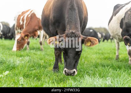 vaches laitières dans un champ mangeant de l'herbe Banque D'Images