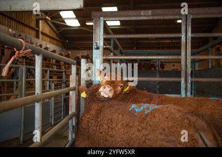 bétail à vendre sur un marché Banque D'Images