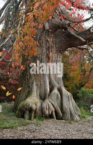 Séquoia géant Banque D'Images
