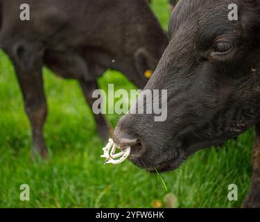vache laitière noire portant une plaque nasale anti-succion Banque D'Images