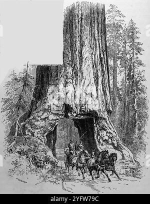 Wawona, un immense arbre avec une ouverture à la base de son tronc par lequel passe une calèche tirée par un cheval, dans le Mariposa Grove, dans la Yosemite Valley, Californie, d'après une photographie de Taber de San Francisco. Tiré d'un carnet de voyage du XIXe siècle des États-Unis d'Amérique, publié en 1891, il s'agit d'une photographie de l'une des nombreuses gravures (beaucoup d'entre elles par Edward Whymper) utilisées pour illustrer des aspects de l'histoire sociale, de l'architecture, de la topographie et de la géographie des États-Unis. Banque D'Images