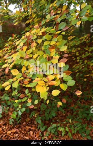 Hêtre en automne Banque D'Images
