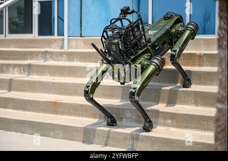 Aurora, États-Unis. 22 juillet 2024. Un chien robotisé militaire conçu comme un véhicule terrestre sans pilote quadrupédalier chimique, biologique, radiologique et nucléaire, ou CHAPPIE pour faire court, descend les escaliers de la base spatiale Buckley, le 22 juillet 2024 à Aurora, Colorado. Crédit : TSGT. Jordan Thompson/US Space Force/Alamy Live News Banque D'Images