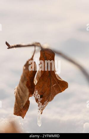 Deux feuilles fanées d'un hêtre avec de petites glaçons suspendues à une brindille avec de la neige dans le fond flou Banque D'Images