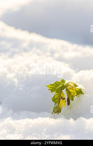 Gros plan de feuilles vertes fanées gisant en partie couvert dans la neige au soleil Banque D'Images