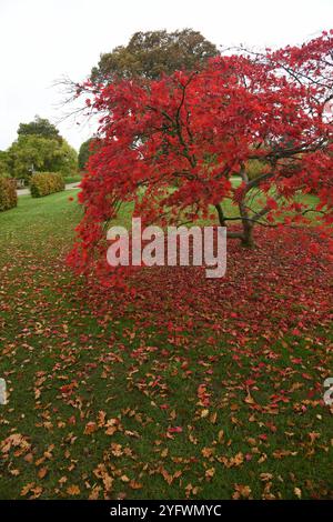 Acer palmatum en automne Banque D'Images