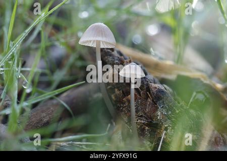 Deux petits champignons non comestibles Mycena vitilis photographiés avec la technique d'empilement de focus, Alcoy, Espagne Banque D'Images