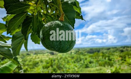 Fruit d'avocat dans l'arbre. Variété tropicale Banque D'Images