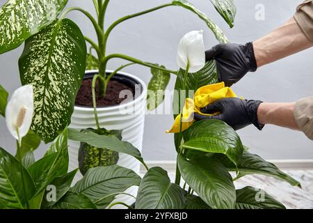 une personne portant des gants noirs en latex avec un chiffon jaune essuie la poussière des feuilles des plantes d'intérieur Banque D'Images