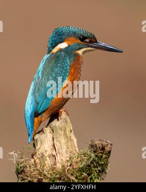Femelle kingfisher commun perché au soleil, au-dessus d'une rivière Yorkshire. Banque D'Images
